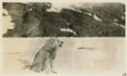 Image of Eskimo [Inughuit] dog howling